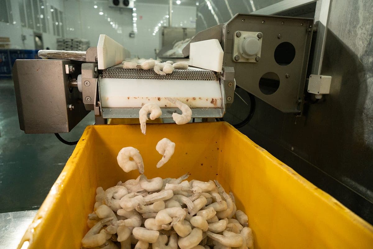 On the processing line